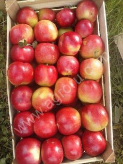 Яблоки оптом от производителя