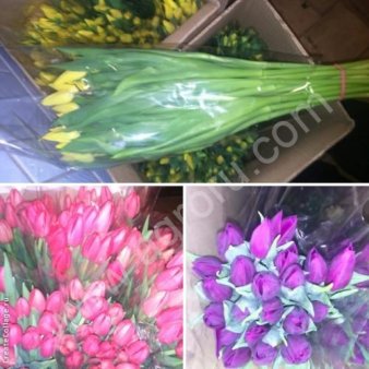 Тюльпаны оптом к 8 Марта