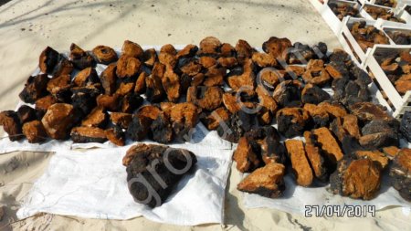 гриб чага сушеный