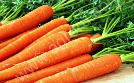 морковь от 1 тонны