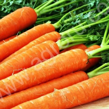 <span>морковь</span> от тонны