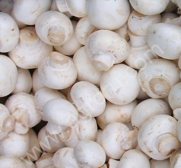 Шампиньоны свежие