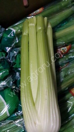 Сельдерей стибли