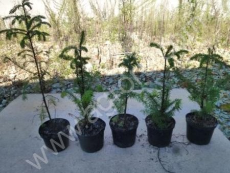 Пихта бальзамическа Abies balsamea 28-45см С3