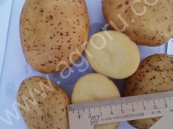 Картофель оптом, калибр 5+, сорт Джувел