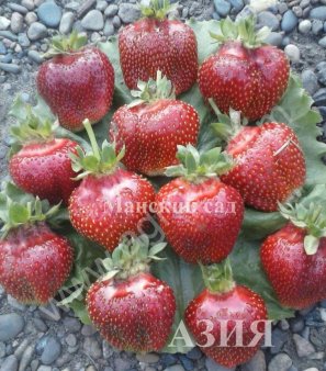 Рассада садовой земляники(клубники)