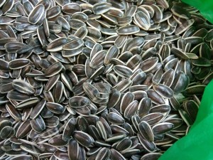 подсолнечник калиброванный Ягуар (крупный)