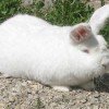 Новозеландские Белые Кролики Европейских Линий