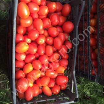 Помидоры Сливки , оптом