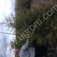 Туя западная Брабант