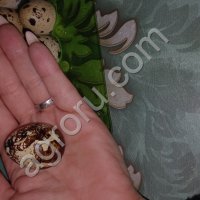 Яйцо перепелиное