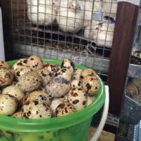 Яйцо перепелиное пищевое