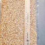 Ядро кедрового ореха в вакууме