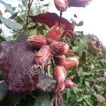 Саженцы орехоплодных садовых растений.