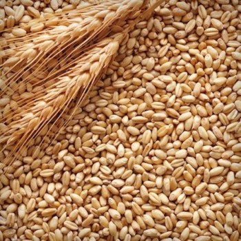 Пшеница,  На экспорт