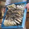 Мёд майский