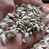 Ядра семян подсолнечника продовольственные