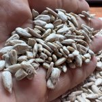 Ядра семян подсолнечника продовольственные