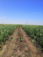 Семена лука Боско Манас Легаси Холцедон Штутгарт Медуза первой репродукции