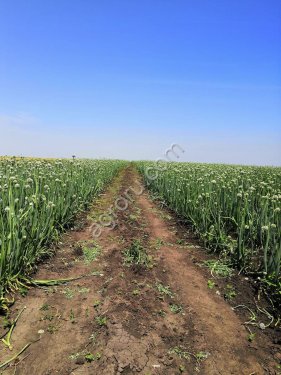 Семена лука Боско Манас Легаси Холцедон Штутгарт Медуза первой репродукции