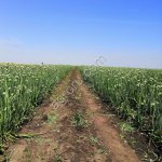 Семена лука Боско Манас Легаси Холцедон Штутгарт Медуза первой репродукции