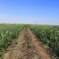 Семена лука Боско Манас Легаси Холцедон Штутгарт Медуза первой репродукции