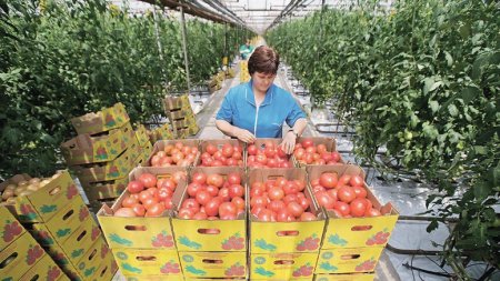 Краткий обзор рынка овощей