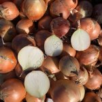 Лук репчатый