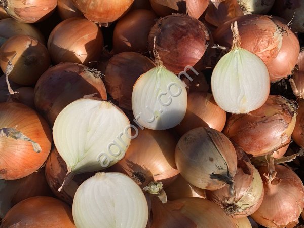 Лук репчатый