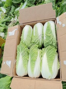 Капуста пекинская