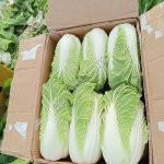 Капуста пекинская