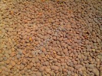 Чечевица красная