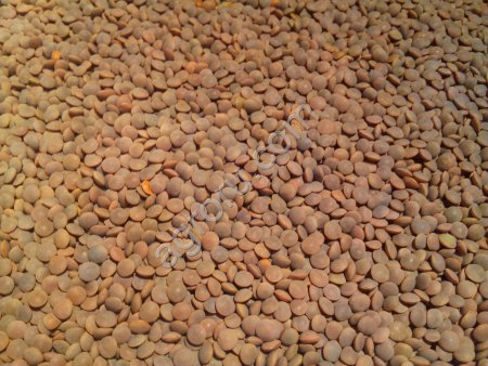 Чечевица красная