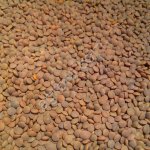 Чечевица красная