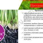 Протравители фунгицидные