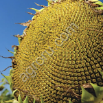 СУЗУКА HTS импортный гибрид подсолнечника