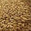 Ячмень кормовой / продовольственный / Экспорт / BARLEY FOR SALE