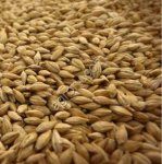 Ячмень кормовой / продовольственный / Экспорт / BARLEY FOR SALE