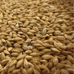 Ячмень кормовой / продовольственный / Экспорт / BARLEY FOR SALE