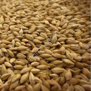 Ячмень кормовой / продовольственный / Экспорт / BARLEY FOR SALE