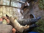 Кролихи/кролы фландр-баран на племя