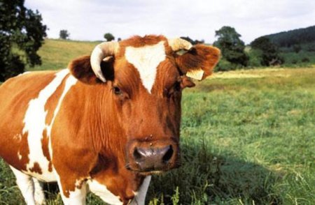 В Алтайском крае повысились закупочные цены на молоко