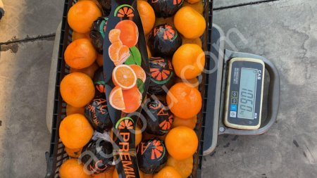 Мандарины Сатсума