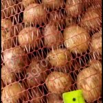 Картофель Гала 3-5 +