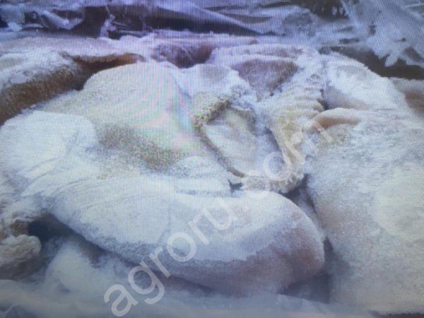 Рубец говяжий очищенный, промытый