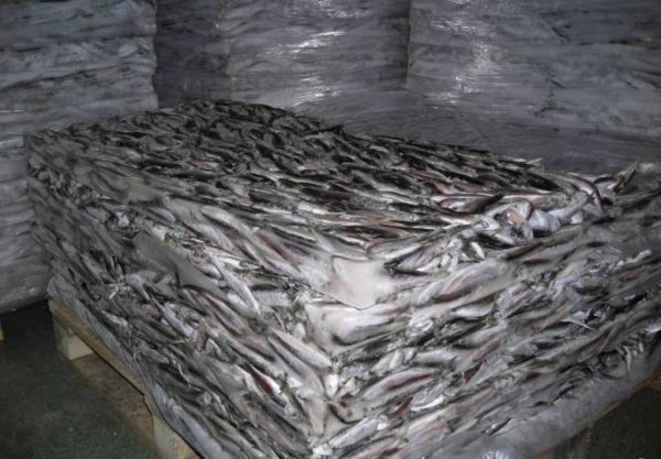 Экспорт и импорт рыбы: итоги 2010