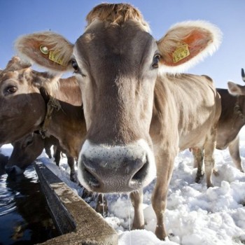 Проблемы животноводов Казахстана