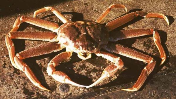 У сахалинских берегов вновь задержали браконьеров