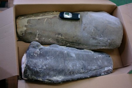 Право на импорт рыбы и морепродуктов в Беларусь в 2011 году получили 25 компаний