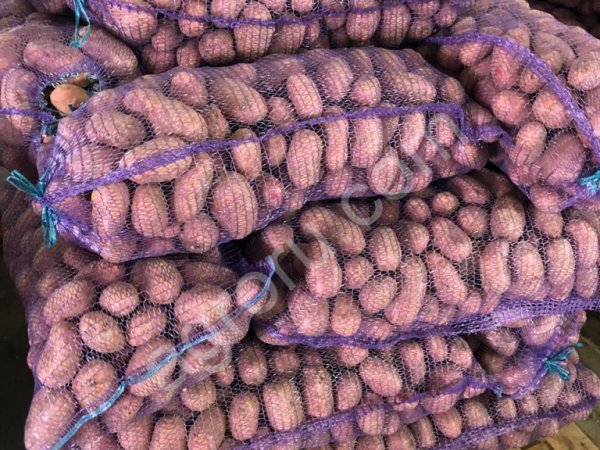 картофель оптом